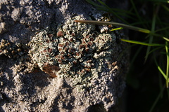 Lecanora argopholis