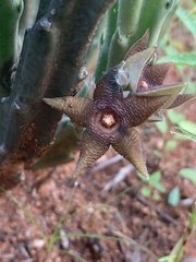 Stapelia kwebensis