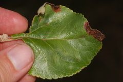 Orchestes pallicornis