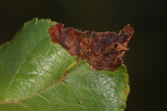 Orchestes pallicornis