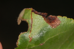 Orchestes pallicornis