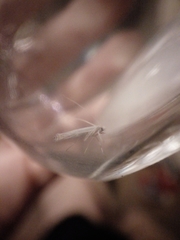 Stegommata sulfuratella