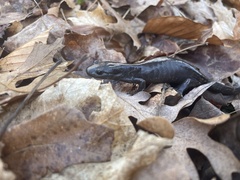 Ambystoma jeffersonianum