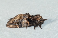 Semidonta nigribasis