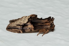 Semidonta nigribasis