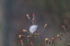 Brickellia paniculata