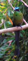 Momotus aequatorialis
