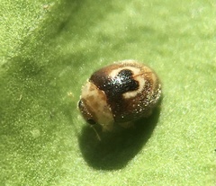 Clitostethus arcuatus