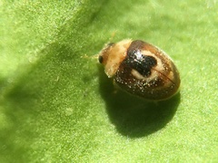 Clitostethus arcuatus