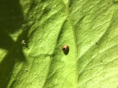 Clitostethus arcuatus