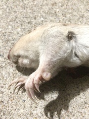 Geomys personatus