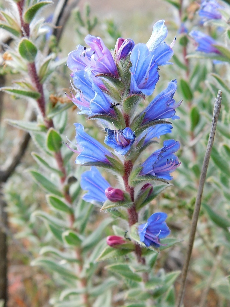 Silver Healthbush