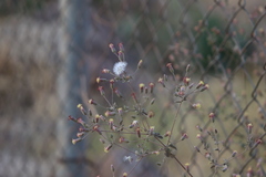 Brickellia paniculata