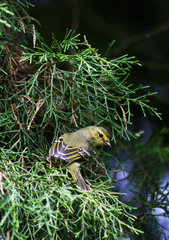 Zimmerius chrysops