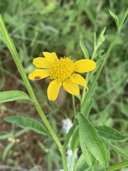 Calostephane divaricata