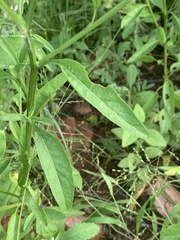 Calostephane divaricata