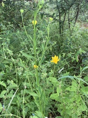 Calostephane divaricata