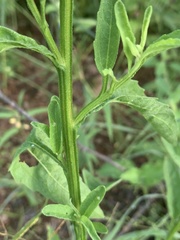 Calostephane divaricata