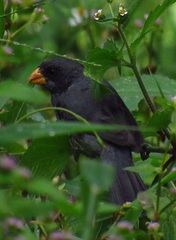 Sporophila schistacea