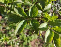 Sambucus nigra