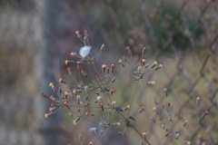 Brickellia paniculata
