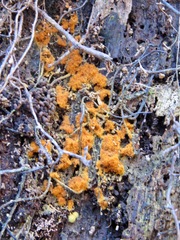Arcyriaceae