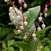 Gaultheria shallon - Photo (c) Cable Bay Trail,  זכויות יוצרים חלקיות (CC BY-NC)