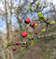 Crataegus