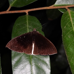 Lygniodes endoleucus