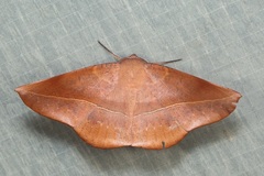 Sarcinodes malakarius