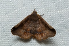 Pangrapta pannosoides