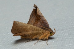 Pangrapta pannosoides