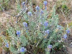 Lobostemon argenteus