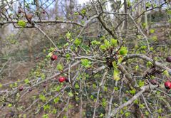 Crataegus