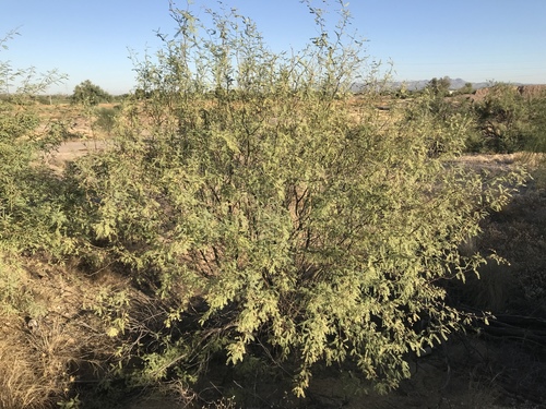 Prosopis velutina