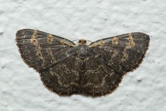 Peratophyga spilodesma