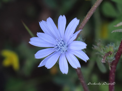 Cichorium endivia