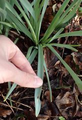 Narcissus pseudonarcissus