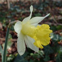 Narcissus pseudonarcissus