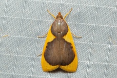 Prooedema inscisalis