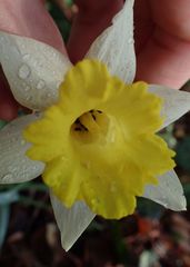 Narcissus pseudonarcissus