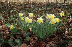 Narcissus pseudonarcissus