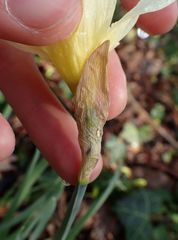 Narcissus pseudonarcissus