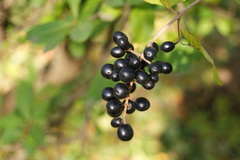 Ligustrum vulgare