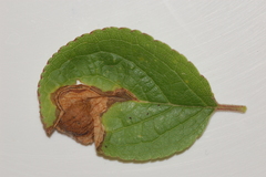 Orchestes pallicornis