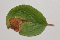 Orchestes pallicornis