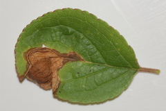 Orchestes pallicornis