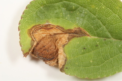 Orchestes pallicornis