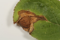 Orchestes pallicornis