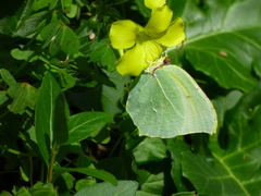 Gonepteryx cleopatra